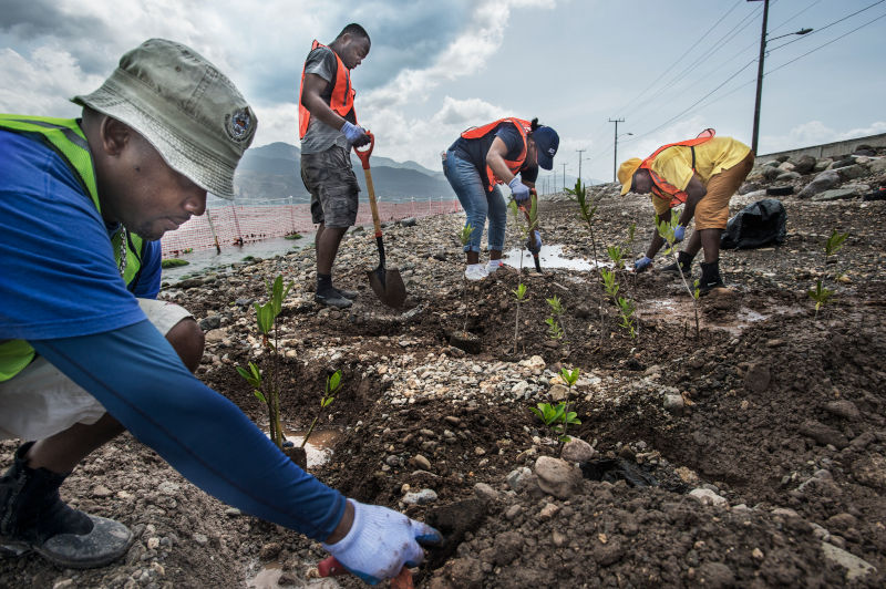 Mangrove Planting 2015: People Planting Young Mangrove Plants In Port Royal, Replanting Of Areas, Kadir van Lohuizen / NOOR/UNEP Jamaica